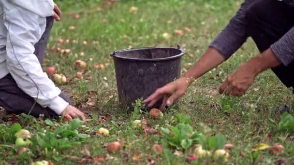 Čerstvě Nakrájená Jablka Trávě Sbíral Zdravá Organická Jablka Trávě — Stock video