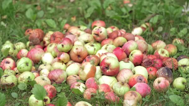 Organiczne Jabłka Ogrodzie Widok Bliska Jabłek Spadł Trawę — Wideo stockowe