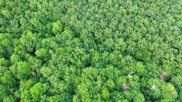 Zöld Parkra Néző Felülről Háttér Tapéta Zöld Erdő Felülnézet — Stock videók