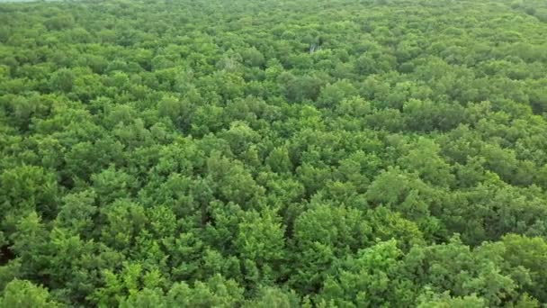 Trädskog Uppifrån Vild Skog Landskap Utsikt Från Drönare — Stockvideo
