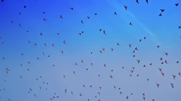 Pájaros Volando Sobre Cielo Azul Celestial Grupo Palomas Volando Bajo — Vídeos de Stock