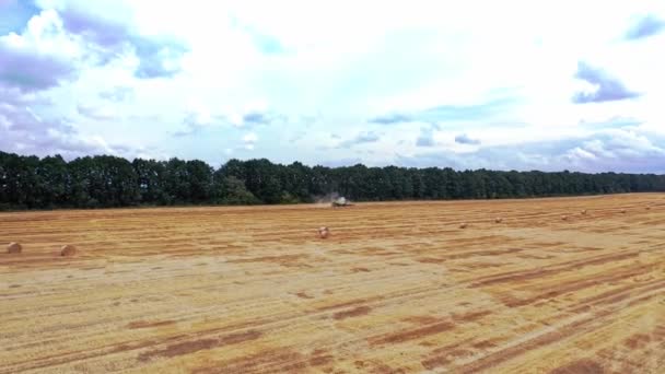 Rollos Pajar Campo Paisaje Granja Con Pajar Fondo Del Bosque — Vídeos de Stock