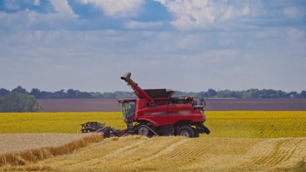 穀物の収穫は結合する 畑の収穫のために用意された特別な設備 — ストック動画