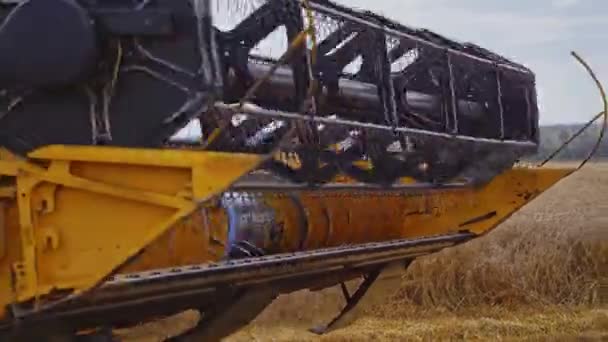Combine Harvests Wheat Field Combine Harvester Machine Harvesting Ripe Wheat — Stock Video