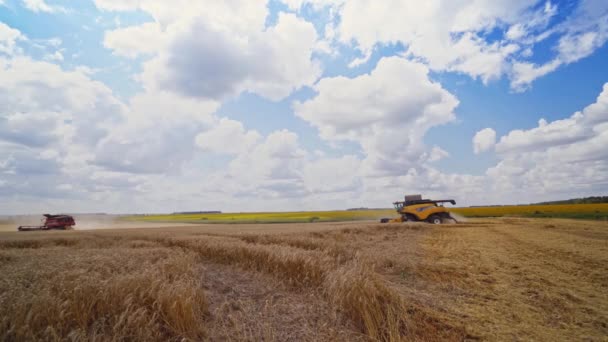 Сборщики Урожая Работают Поле Комбинации Работающие Большом Пшеничном Поле — стоковое видео