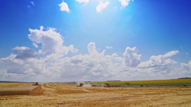 Buğday Tarlasında Biçerdöveri Birleştirir Sonsuz Tarlaların Yaz Manzarası Mavi Gökyüzünün — Stok video