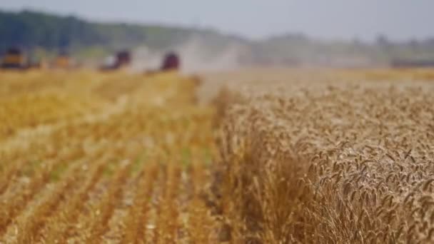 Mähdrescher Ernten Reifen Weizen Auf Dem Bauernhof Ernte Bei Der — Stockvideo