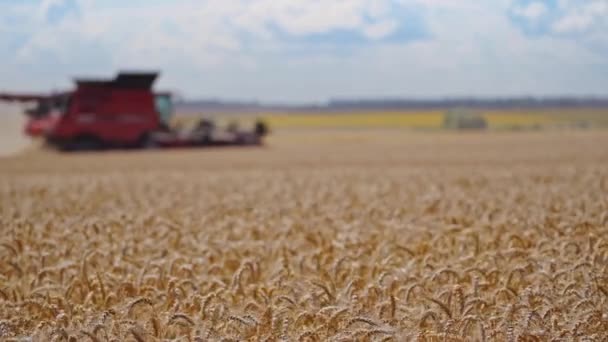 现代联合收割机在运转 小麦田中的劳动收获组合 — 图库视频影像