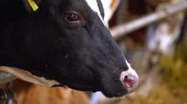 Ahır Hayvan Çiftliği. Süt ürünleri çiftliğinde beslenen ineklerin yakın görüntüsü