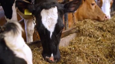 Hangarda bir sürü inek var. Saman yiyen ineklerin olduğu modern çiftlik ahırı.