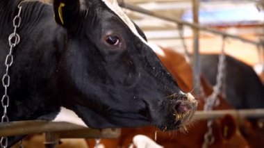 Bedava hayvan ahırında inekler. Kırsalda süt ineği çiftliğinde bir sürü inek var.