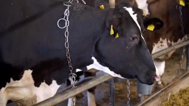 現代の農場で牛の給餌プロセス 小規模飼育畜産業の牛の群れ — ストック動画
