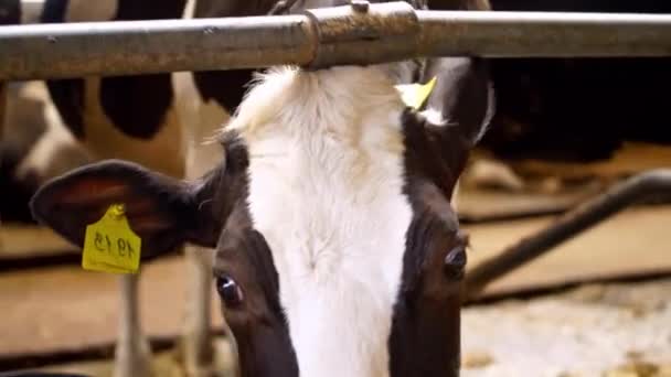 Vaches Laitières Dans Ferme Nourrir Vache Dans Étable Ferme Laitière — Video