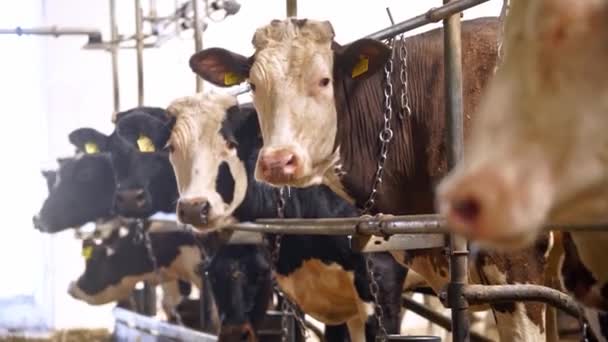 Αγελάδες Μια Φάρμα Στενή Άποψη Των Αγελάδων Στο Στάβλο Γαλακτοπαραγωγής — Αρχείο Βίντεο