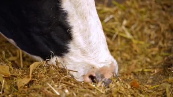 Nourrir la vache de troupeau. Ferme laitière biologique nourrir une vache avec du foin 