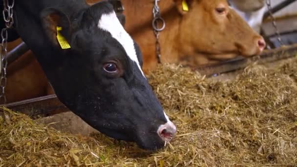 Vacas Estábulo Comer Feno Manada Vacas Comendo Feno Galpão Fazenda — Vídeo de Stock