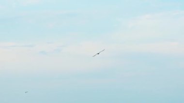 Mavi gökyüzünde uçan martılar. Gökyüzünde uçan bir grup kuş.