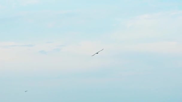 Gaviotas Volando Cielo Azul Grupo Aves Volando Sobre Cielo Despejado — Vídeos de Stock