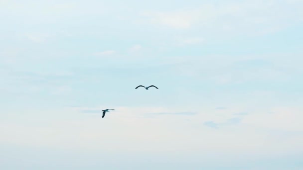 Seagull Flying Sky Small Group Seagulls Flying Pale Blue Sky — Stock Video