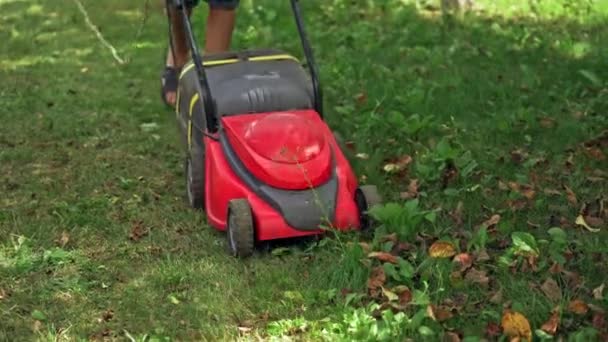 Lawn Mower Cutting Green Grass Close Garden Meadow Lawn Cutting — Stock Video