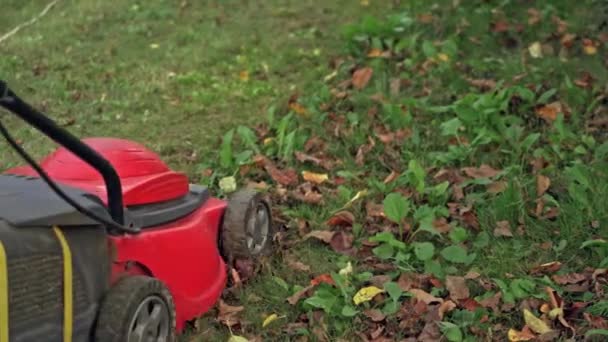 仕事中の芝刈り機 芝刈り機裏庭で緑の草を切断 — ストック動画