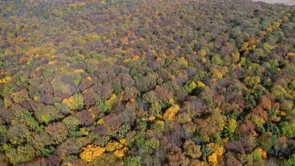 秋の森の空中ドローンビュー カラフルな木々がある秋の森の空中トップダウンビュー — ストック動画
