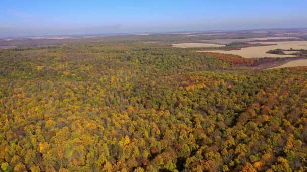 Letecký Pohled Podzimní Les Letecký Bezpilotní Pohled Krásnou Lesní Krajinu — Stock video