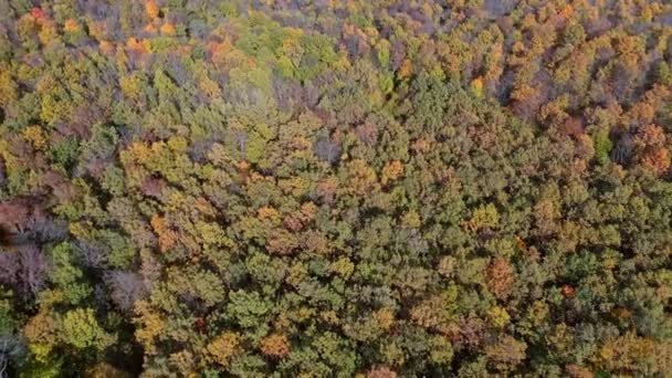 空中トップビューの森 見事なカラフルな木々の上を飛ぶ — ストック動画