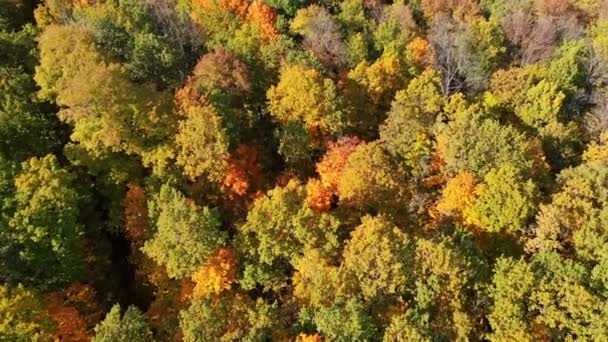 Textur Skogsutsikt Ovanifrån Vacker Orange Och Röd Höstskog — Stockvideo