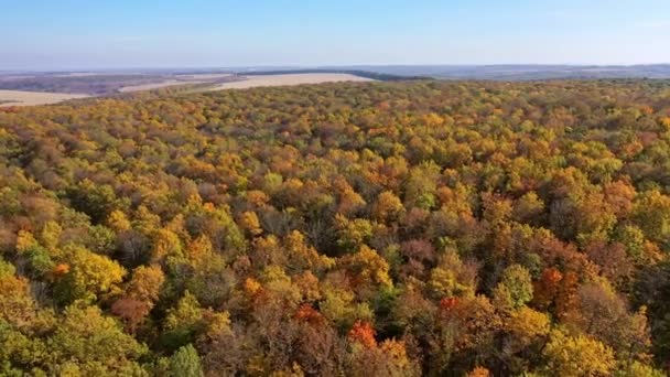 秋の森の紅葉 秋の間に美しい色を持つ無限の森の空中ビュー — ストック動画