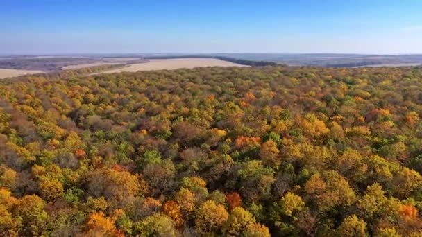 秋には木や木 田舎の森のカラフルな紅葉の空中風景 — ストック動画
