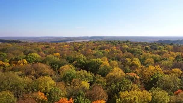 Аэросъемка Лесного Ландшафта Вид Воздуха Лес Осенью — стоковое видео