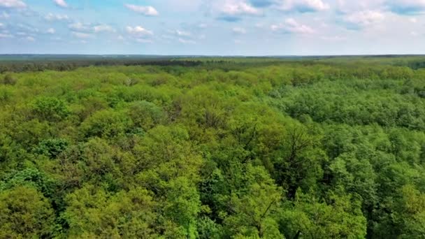 Outdoor Green Nature Scape Aerial Flying Beautiful Green Forest Rural — Stock Video