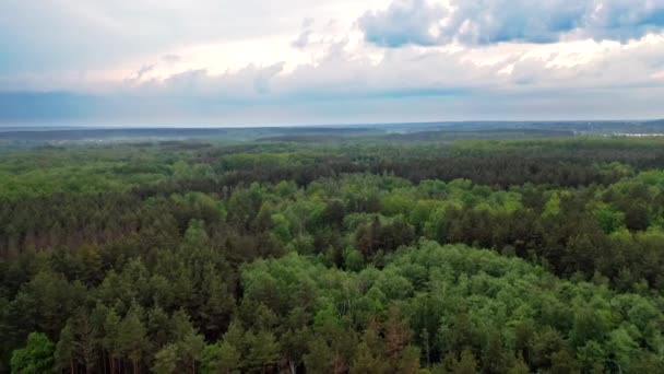 Forest Landscape View Bosque Escénico Árboles Caducifolios Verdes Frescos — Vídeos de Stock