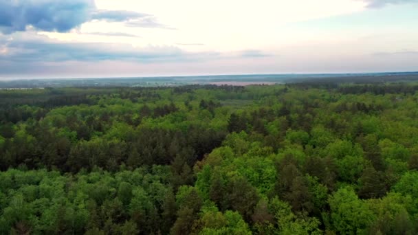 Drone View Forest Aerial View Beautiful Forest Different Trees — Stock Video