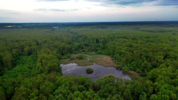 Lago Selvaggio Veduta Aerea Del Lago Mezzo Alla Foresta — Video Stock