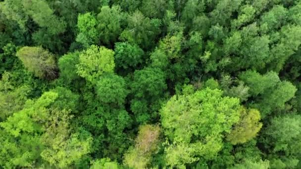 針葉樹林の木 野生の森の頂上からの空中の美しい景色 — ストック動画