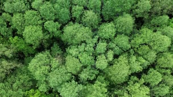Top View Wild Forest Aerial View Forest Leaf Growing Tree — Stock Video