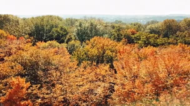 Forest View Autumn Forest Aerial Drone View — Stock Video