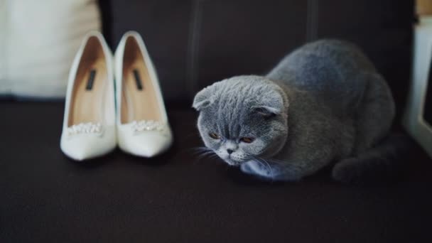 かわいい猫が家にいる ベッドの上に横たわる灰色の猫の眺め — ストック動画