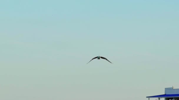 Gaivota Voando Acima Mar Gaivota Estendendo Suas Asas Lindamente Acima — Vídeo de Stock