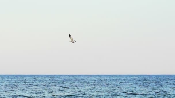 Gaviota Volando Sobre Mar Vista Gaviota Solitaria Volando Sobre Mar — Vídeo de stock