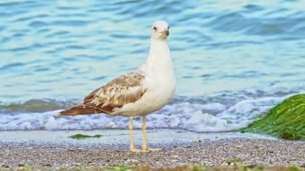 海鸥的肖像映衬着海岸 白鸟海鸥在天然蓝水背景下在海滩上行走的近景 — 图库视频影像