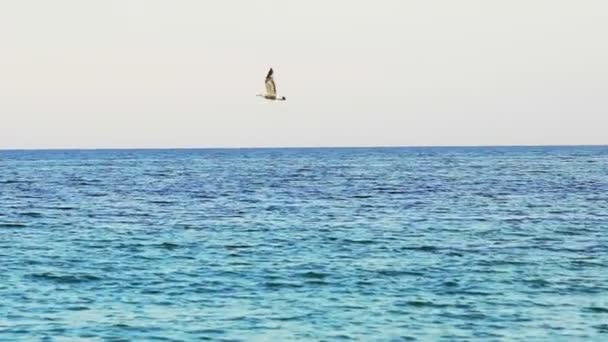 Hermosa Gaviota Volando Cielo Vista Una Sola Gaviota Volando Sobre — Vídeos de Stock