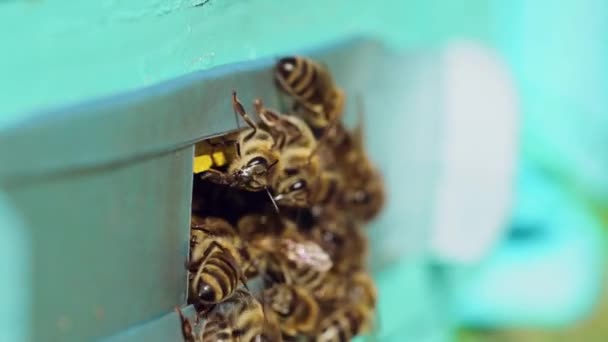 Beaucoup Abeilles Entrée Des Ruches Essaim Abeilles Entrée Ruche — Video