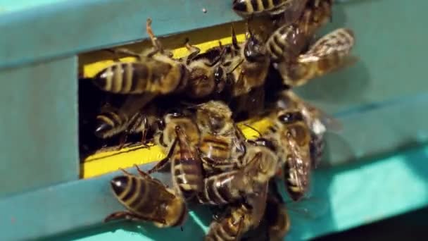 Пчёл Входа Улей Ползут Пчелы Медовая Пчелиная Колония Охраняет Голубой — стоковое видео