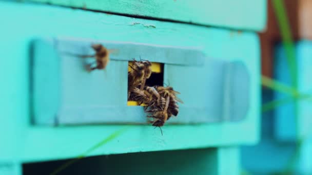 蜂は古い蜂の巣の入り口にいる 蜂の巣の入口を飛んでいる国内の蜂コロニー — ストック動画