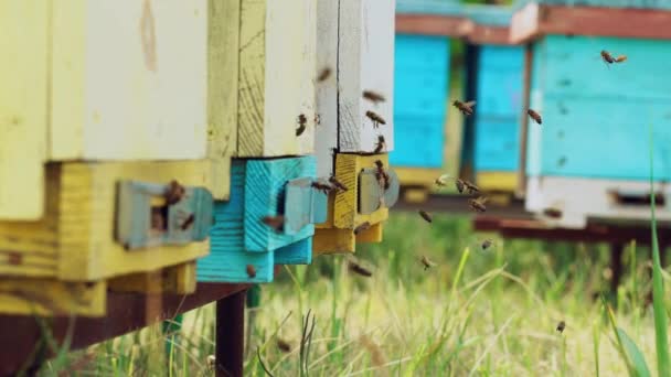 Vista Cerca Las Abejas Que Trabajan Increíble Frenética Actividad Enjambre — Vídeo de stock