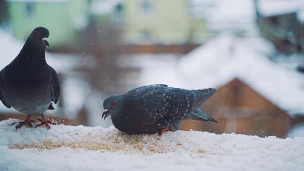 Palomas Urbanas Ventana Vista Cerca Pájaros Paloma Pareja Ventana — Vídeos de Stock