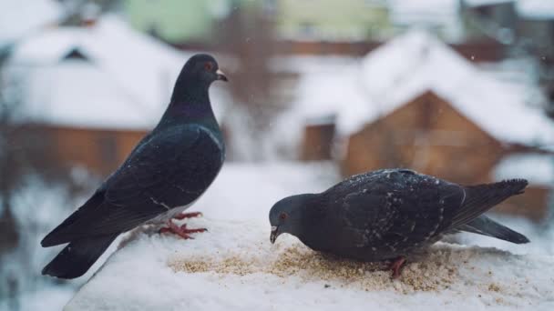 鸽子坐在窗外 鸟群围坐在窗台上吃东西 — 图库视频影像